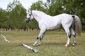 Beautiful young stallion posing at rural animal farm