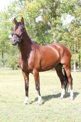Obraz premium Beautiful young stallion posing at rural animal farm