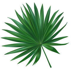Green palm leaf. tropical plant. Vector illustration.
