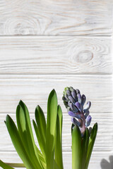 Purple hyacinth flower on a white wooden background. Spring background. Front view