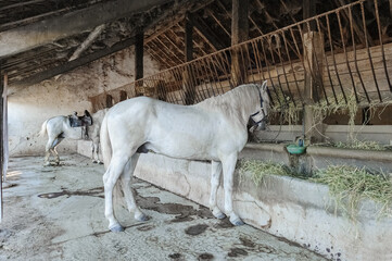 Nice thoroughbred horse in the stable