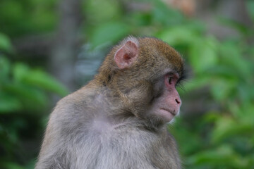 a monkey looking at something that does not look very serious