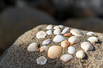 Seashells on the sand for sea summer vacation background
