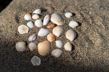 Seashells on the sand for sea summer vacation background