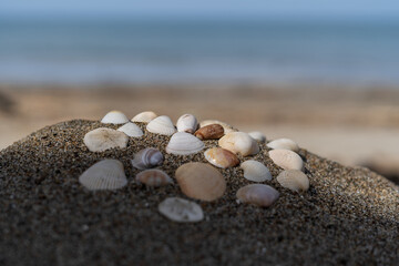 Seashells on the sand for sea summer vacation background