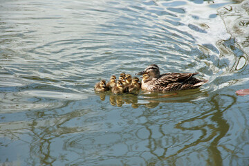 duck and ducklings