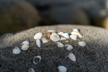 Seashells on the sand for sea summer vacation background