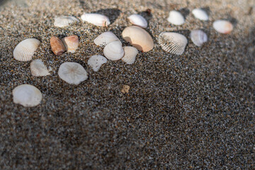 Seashells on the sand for sea summer vacation background