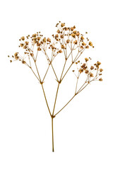 A sprig of a dried herbarium plant on a white background