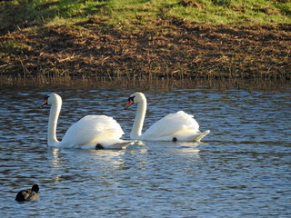 swans on the lake