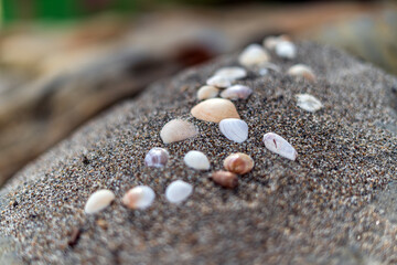 Seashells on the sand for sea summer vacation background
