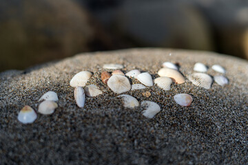 Seashells on the sand for sea summer vacation background