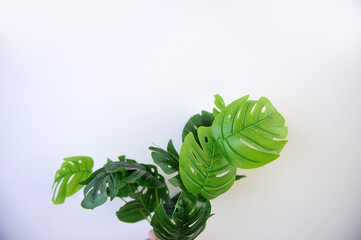 planta com folha verde 