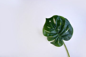 Fototapeta na wymiar planta com folha verde 