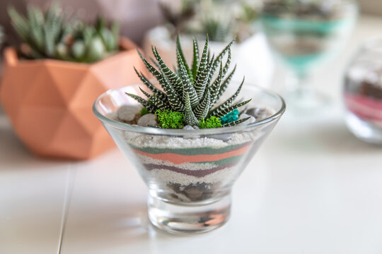 succulent terrarium in pot. florarium vase with plants. garden with miniature plants. Home indoor plants. DIY florarium.