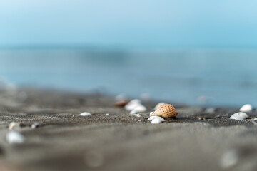 Seashells on the sand for sea summer vacation background