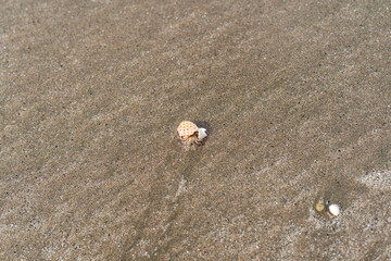 Sea shell on beach sand