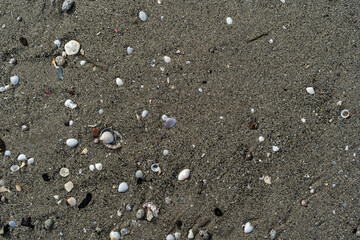 Shell on the sand is designed naturally by the crashing waves