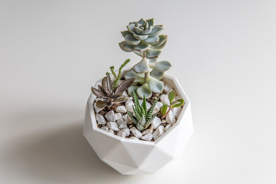 succulent terrarium in pot. florarium vase with plants. garden with miniature plants. Home indoor plants. DIY florarium.