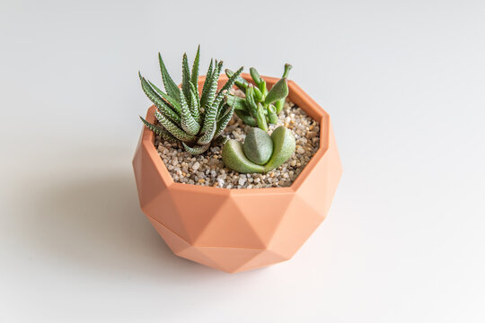 succulent terrarium in pot. florarium vase with plants. Home indoor plants. DIY florarium.