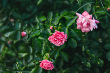 Beautiful pink roses in moody garden. Summer cottage garden with blooming flowers. Pink rose bush. Floral background