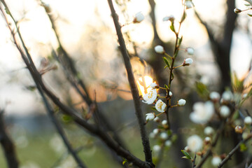 Beautiful blooming cherry white flowers in evening garden. Spring blossoms. Flowering cherry tree branches in sunset. Floral background
