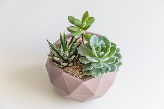 succulent terrarium in pot. florarium vase with plants. garden with miniature plants. Home indoor plants.