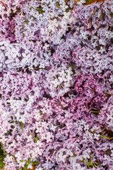 Fototapeta premium Beautiful lilac flowers flat lay on wooden background. Pink and purple lilacs wallpaper. Floral image
