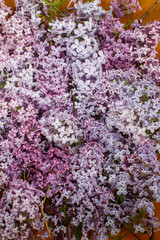 Obraz premium Beautiful lilac flowers flat lay on wooden background. Pink and purple lilacs wallpaper. Floral image
