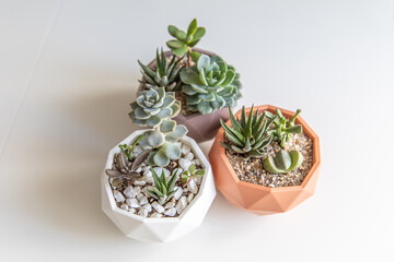 succulent terrarium in pot. florarium vase with plants. garden with miniature plants. Home indoor plants. DIY florarium.