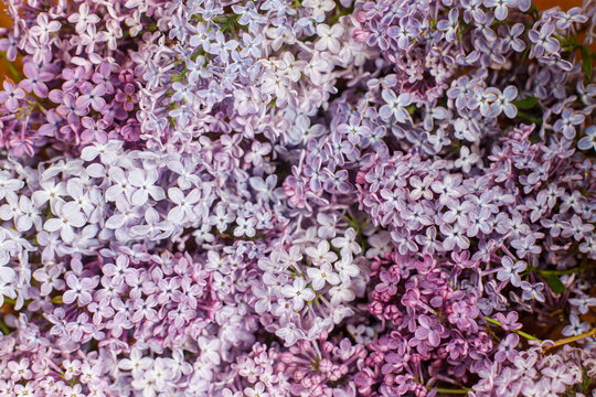 Beautiful lilac flowers close up, flat lay. Pink and purple lilacs wallpaper. Floral image