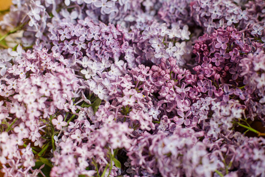 Beautiful lilac flowers on wooden background. Pink and purple lilacs wallpaper. Floral image