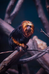 small and exotic monkey sitting on a branch