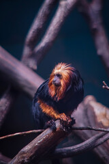 small and exotic monkey sitting on a branch