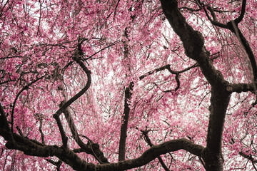 japanese, pink  cherry blossom during spring