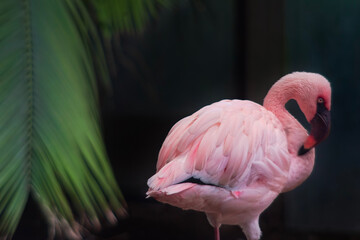 sideview of an exotic  and pink flamingo 