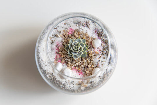 succulent terrarium in pot. florarium vase with plants. garden with miniature plants. DIY florarium.