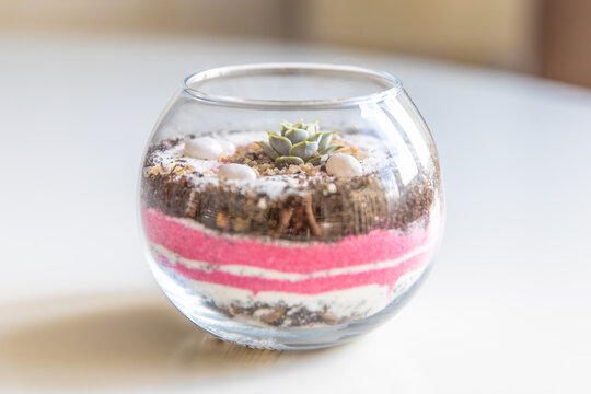 succulent terrarium in pot. florarium vase with plants. garden with miniature plants. Home indoor plants. DIY florarium.