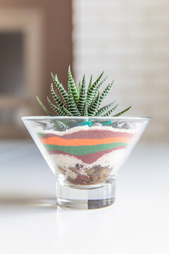 terrarium in pot. florarium vase with plants. garden with miniature plants. Home indoor plants. DIY florarium.
