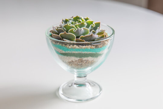 succulent terrarium. florarium vase with plants. garden with miniature plants. Home indoor plants. DIY florarium.
