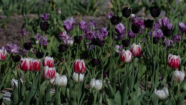 Beautiful purple, lilac, white tulips in the park, forest. Orange and yellow tulips in the foreground in blur. Lots of green leaves.