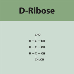 Straight chain form chemical structure of D-Ribose sugar. Scientific vector illustration on green background.