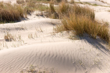 Sand dunes in spring. Noordwijk, Netherlands