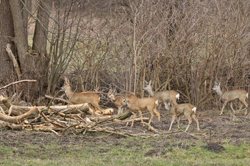 viele Rehe in freier Wildbahn