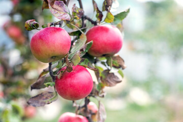 Branch of an apple tree with red ripe apples in the garden on a blurred background