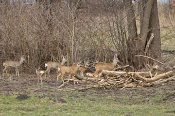 viele Rehe in der freien Natur