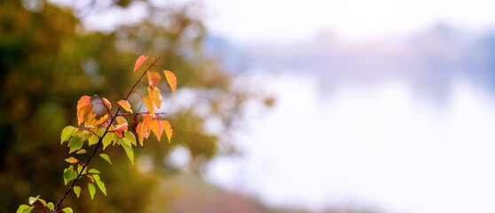 Tree branch with colorful autumn leaves by the river on a sunny day, copy space