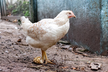 Young white hen on a farm, raising chickens