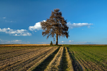 Samotne drzewo © piotrwolak