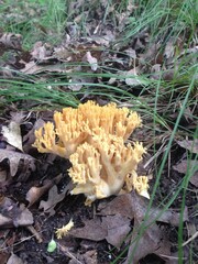 Wild Crown Tipped Coral Fungus Growing in Wisconsin 